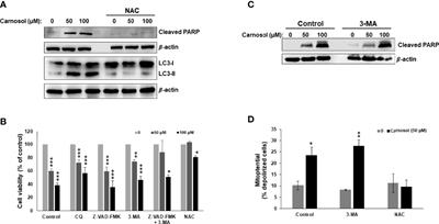 Carnosol Induces p38-Mediated ER Stress Response and Autophagy in Human Breast Cancer Cells